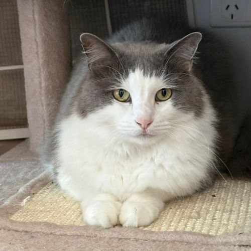Carla - Domestic Long Hair (DLH) Cat