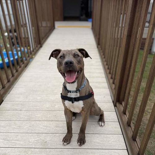 Bazzle - Staffordshire Bull Terrier Dog