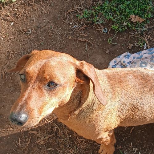 Frankie - Dachshund (Smooth Haired) Dog