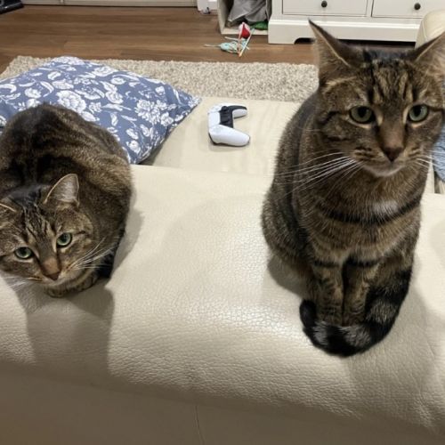 Daisy & Lilach  - Domestic Short Hair (DSH) Cat