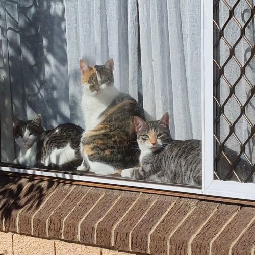 Lotta, Maya & Mia - Domestic Short Hair (DSH) Cat