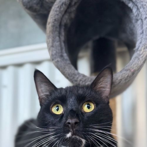 Milo - Domestic Short Hair (DSH) Cat