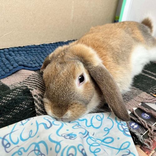 Randy - Bunny Rabbit