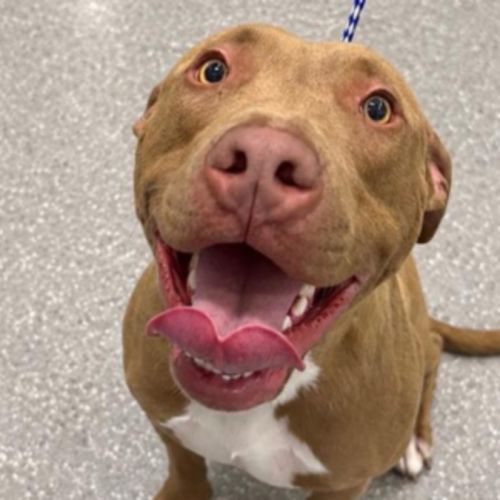 Bam Bam - American Staffordshire Terrier Dog