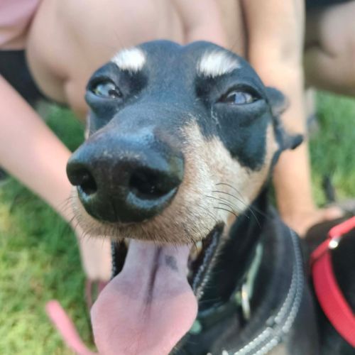 Ziggy - German Pinscher Dog