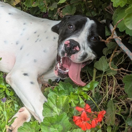 Elmo - English Pointer Dog