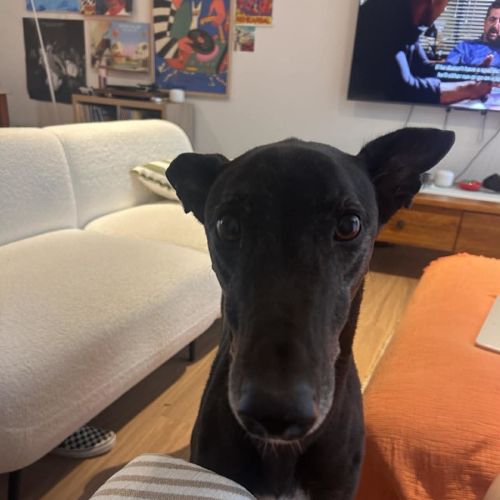 Bingo, the greyhound - Greyhound Dog