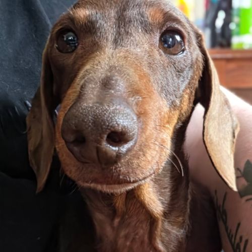 Piper - Dachshund Dog