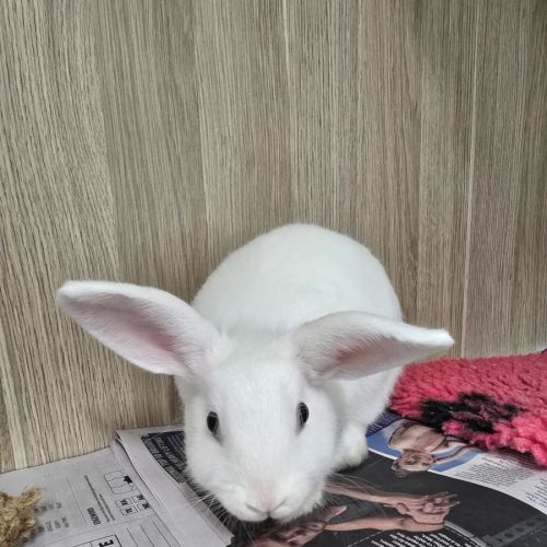 🪭 Dobby 6930 🪭 - New Zealand White Rabbit