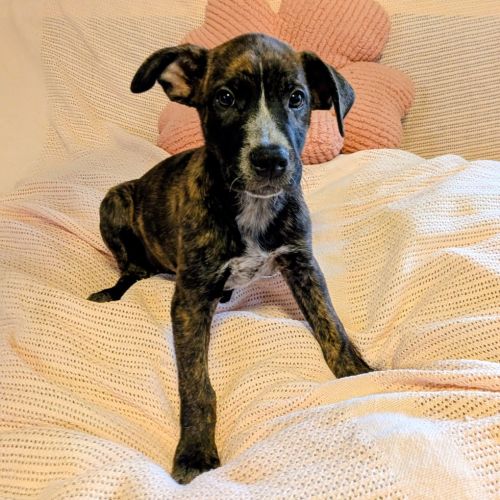 Tay - Mixed breed Dog