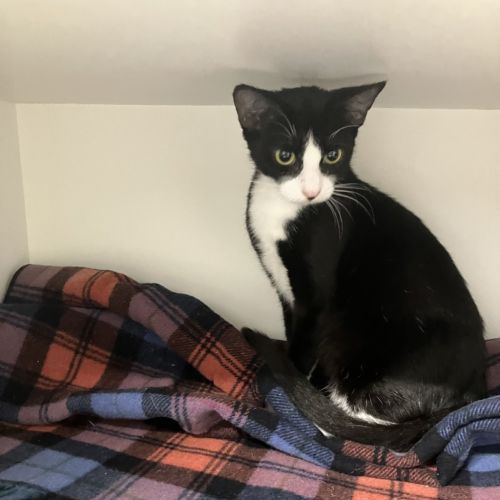 Rosalie - Domestic Short Hair Cat