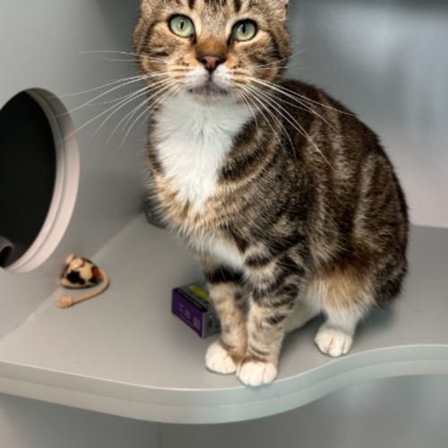 Billy - Domestic Short Hair (DSH) Cat