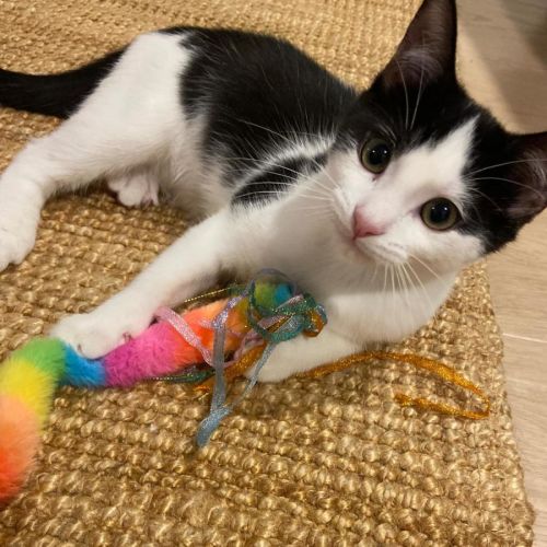 Arlo - Domestic Short Hair (DSH) Cat