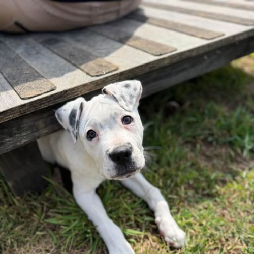 Tilly - Labrador Retriever x Mastiff x Boxer Dog