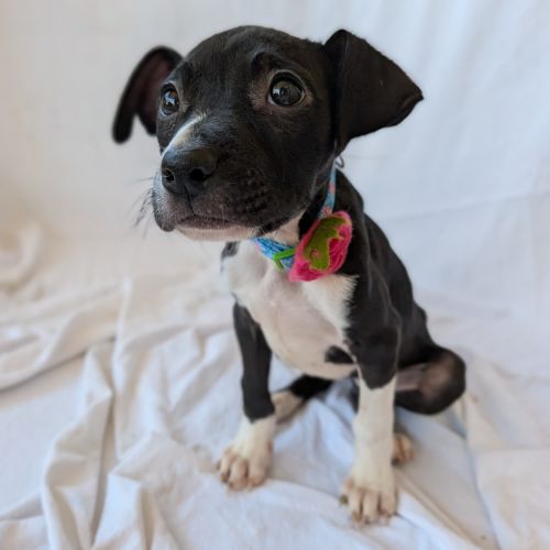 Miss Peacock - Mixed breed Dog