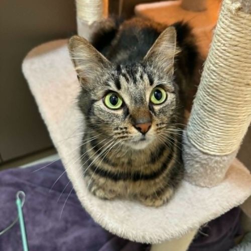 Charlie - Domestic Short Hair (DSH) Cat