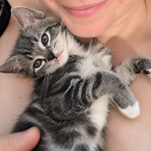 Remy - Domestic Short Hair (DSH) Cat