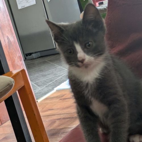 Teddy - Domestic Short Hair (DSH) Cat