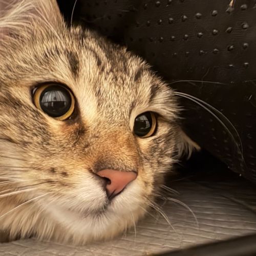 Ruby - Domestic Long Hair (DLH) Cat