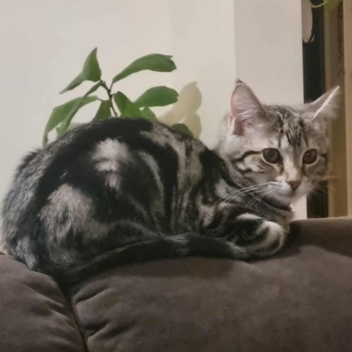 Georgie - Domestic Short Hair (DSH) Cat