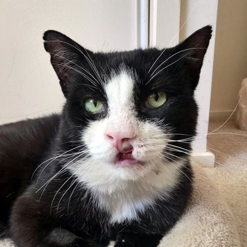 Alfonze STA015011 - Domestic Short Hair Cat