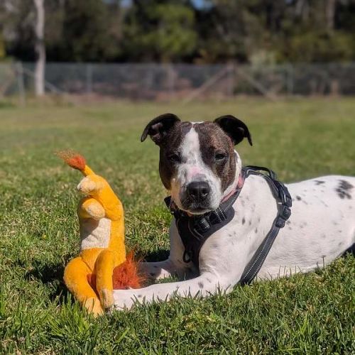Gypsy - Staffordshire Bull Terrier Dog