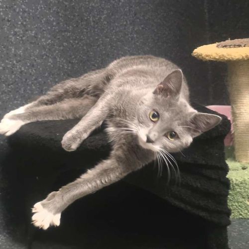 Frida - Domestic Short Hair (DSH) Cat