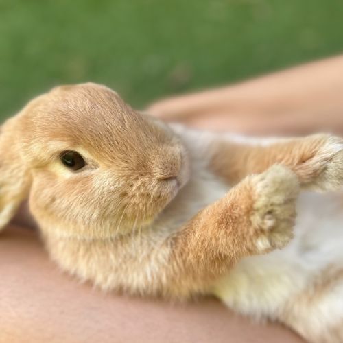 Pollywaffle - Mini Lop Rabbit