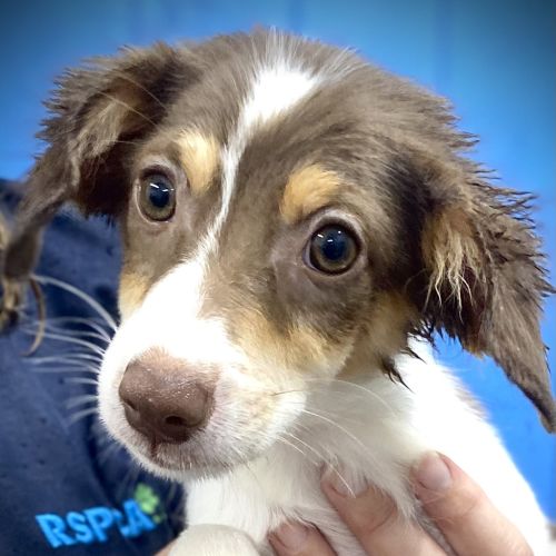 Toby - Miniature Fox Terrier x Long Hair Chihuahua Dog