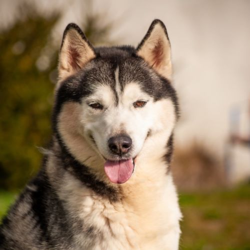 Echo - Siberian Husky Dog