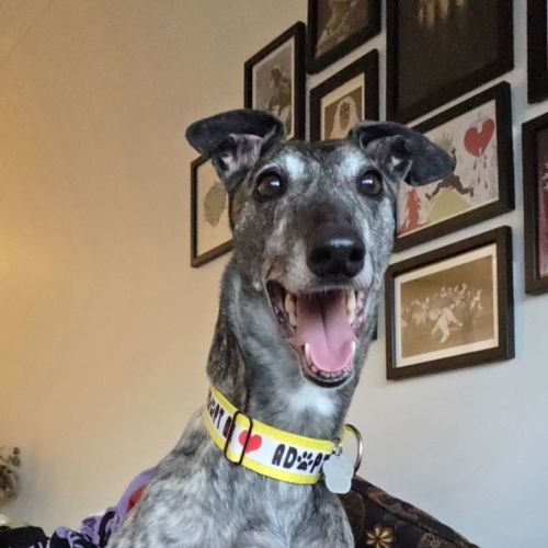 Nora - Greyhound Dog