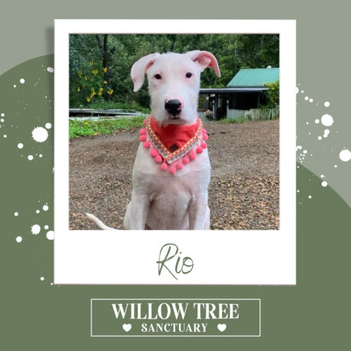 Rio - Irish Wolfhound Dog