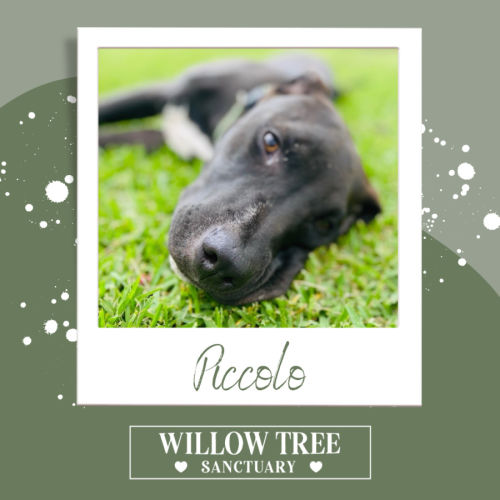 Piccolo - American Staffordshire Terrier Dog