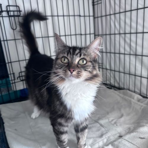 Pecan pie  - Domestic Medium Hair (DMH) Cat