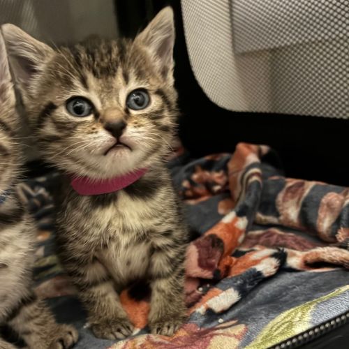 Zowie - Domestic Short Hair (DSH) Cat