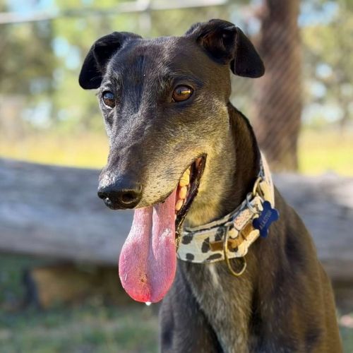 Alastor The Greyhound - Greyhound Dog