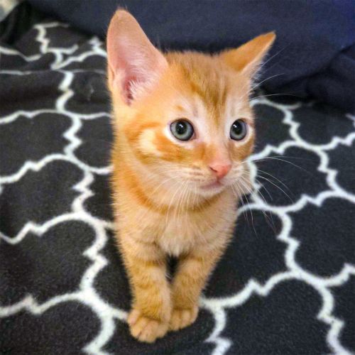 Frida - Domestic Short Hair (DSH) Cat