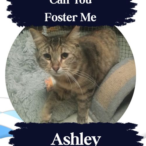 Ashley - Domestic Long Hair (DLH) Cat