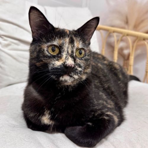 Tuppy - Domestic Short Hair (DSH) Cat