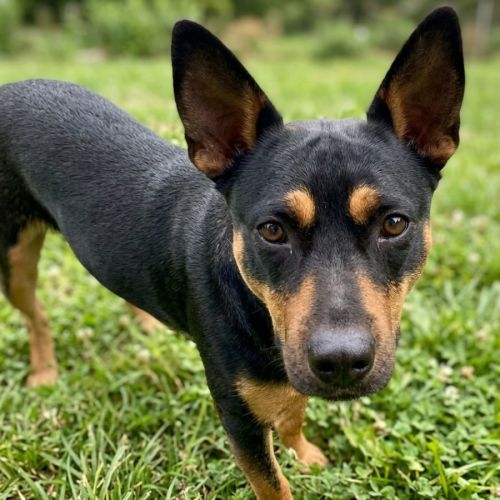 Winnie - Australian Kelpie Dog