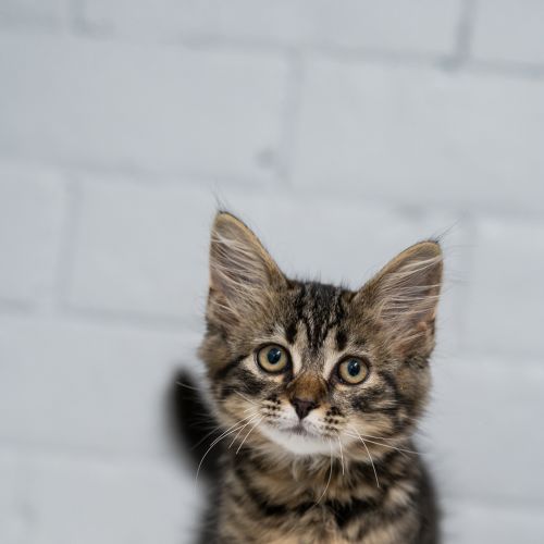 Zendaya - Domestic Short Hair Cat