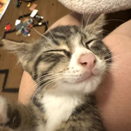 Rumba - Domestic Short Hair (DSH) Cat