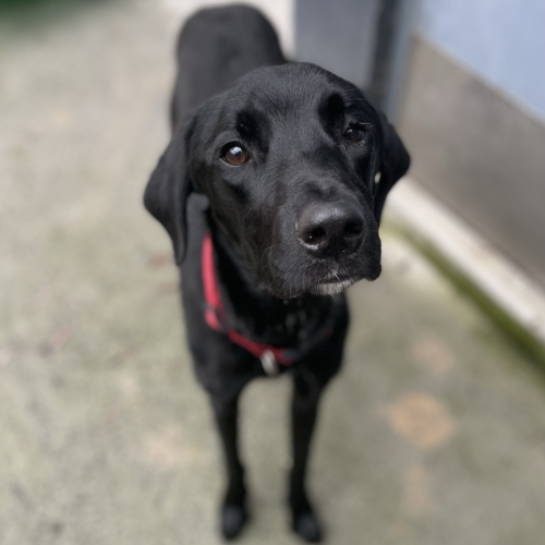 Beau  - Border Collie x German Shorthaired Pointer Dog