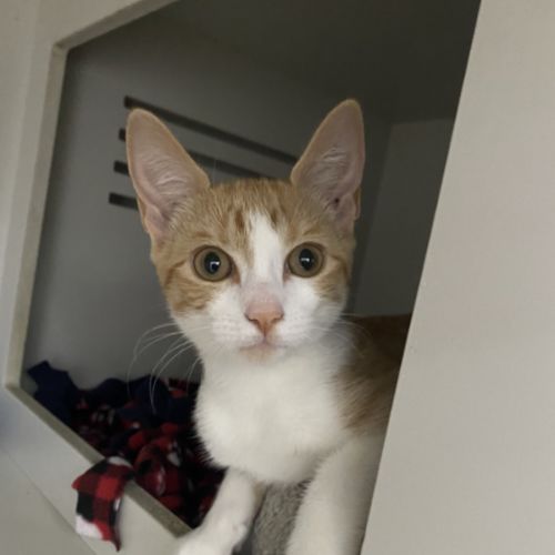 Angel - Domestic Short Hair (DSH) Cat