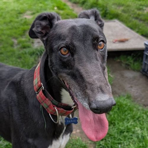 Banjo The Greyhound - Greyhound Dog