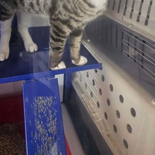 Belch - Domestic Short Hair (DSH) Cat