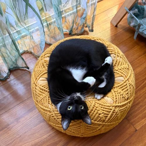 Sandy - Domestic Short Hair (DSH) Cat