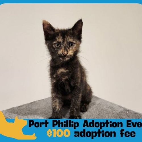 Mimi - Domestic Short Hair Cat