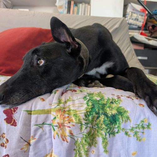 Arthur - Greyhound Dog