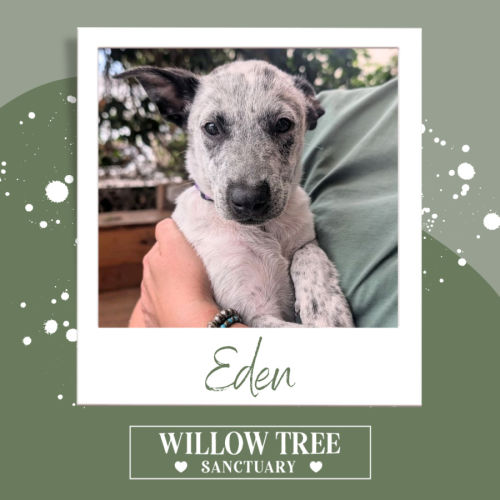 Eden - Australian Cattle Dog